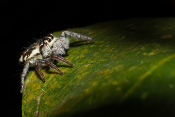 spider on tree leaf background, macro spider on leaf, animal in wild