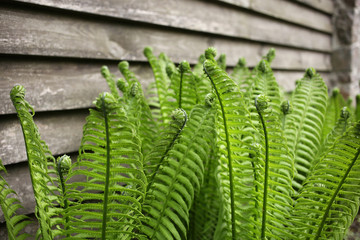 Young fern growing near a wooden fence.