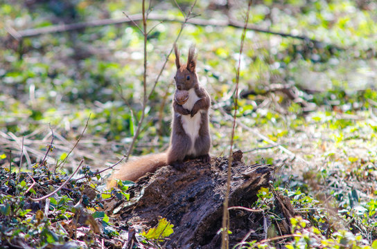 Squirrel on hind legs with a nut in his teeth