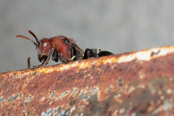 hornet on nest, macro insect in wild, animal wild life, bug in nature