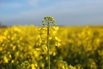 Golden yellow rapeseed flowers, raw material for the production of biofuels.