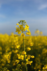 Yellow flowers of rape as a raw material for the production of rapeseed oil.