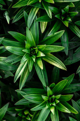 Young lily growing in spring garden.