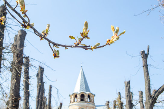 Leaves on a tree branch in spring against the background of the old temple