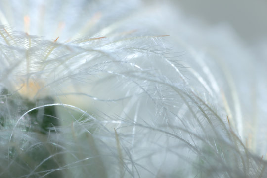 plant and blur abstract background, the soft light and plant abstract background