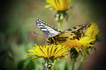 farfalla sul fiore giallo