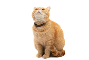 Obraz premium ginger cat isolated