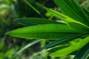 the leaf texture in nature background, close-up tree leaf in nature