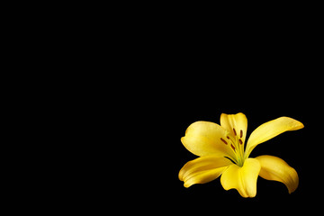 Yellow lily flower on isolated black background