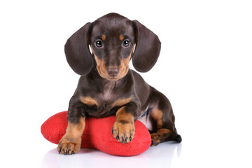 Cute dachshund puppy on a white background