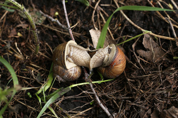 Snails breed on damp earth in the forest.