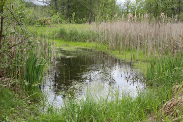 A small lake among the young greens, young and old reeds.