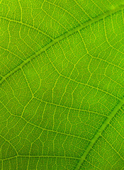 the leaf texture in nature background, close-up tree leaf in nature