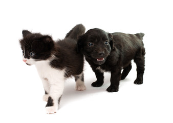 black white kitten isolated