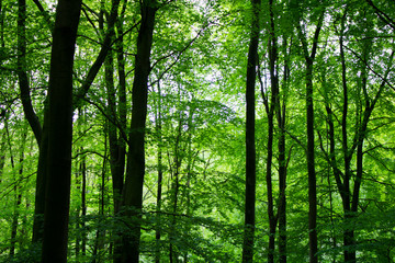 Naklejka premium Into the forest