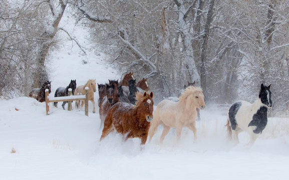 Group of horses running on snowy landscape during winter
