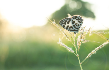 butterfly in nature and blur nature abstract background, the abstract blur background