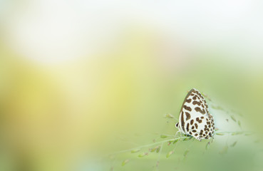 butterfly in nature and blur nature abstract background, the abstract blur background