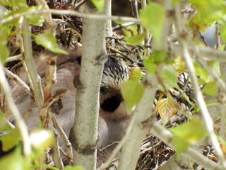 bird in the nest