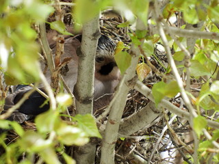 bird in the nest