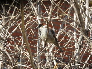 sparrow sitting on a branch