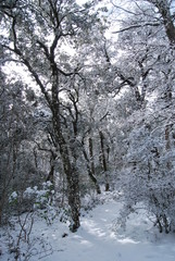 Winter in the mediterranean forest