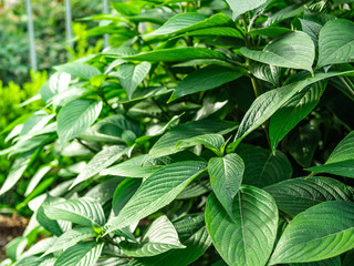 Closeup green plants with tapering leaves.