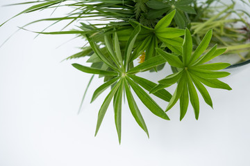 Field grass with lupine leaves in a bowl of water on a white background