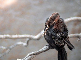 Cormorant hanging on dried tree branch over Brisbane river and looking for fish.