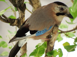 jay bird on a branch