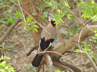 jay bird on a branch