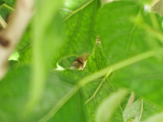 green leaves of a tree