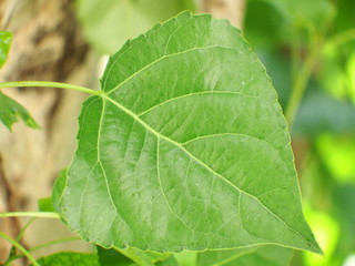 Obraz premium green leaf