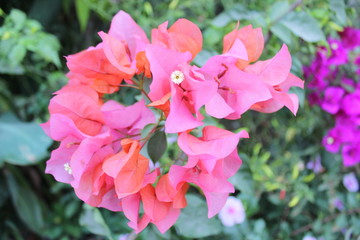 Bugambilias Chinas Flores Rosadas en Jardín Feliz