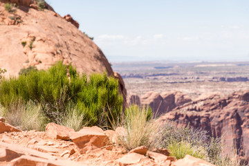 Canyonlands bush