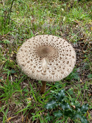 Funghi 4