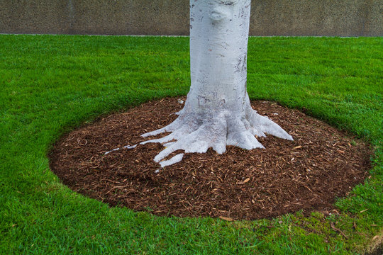 Tree trunk base with mulch and green grass