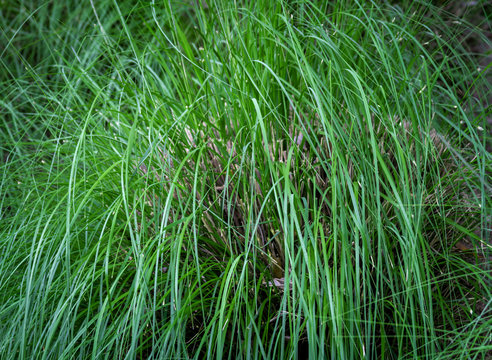 Ornamental drought tolerance grass