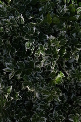 background and texture of green leaves
