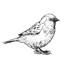 little realistic sparrow bird illustration