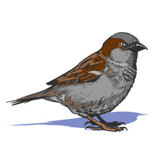 little realistic sparrow bird illustration