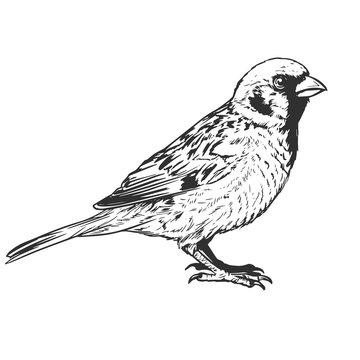 little realistic sparrow bird illustration