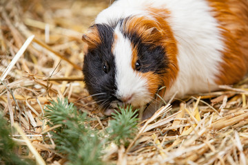 Close up of red guinea pig