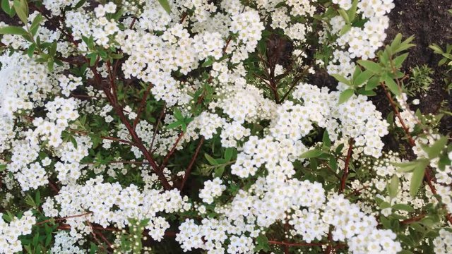small white flowers close up