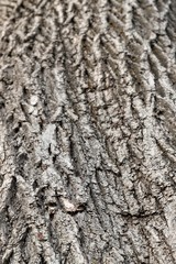 bark of a tree