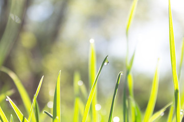 drop of dew on a green blade of grass, spring fresh young grass in the dew and sparkles of the sun's rays
