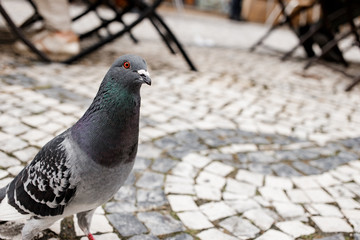 A portrait of a beautiful pigeon