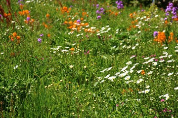 Bunte Wiese mit Wildblumen