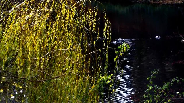 Wintry evening impressions from the City Park (Fennsee) in Berlin Wilmersdorf from December 4, 2015, Germany 