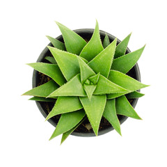 Aloe vera plant isolated on white backgrounds , top view cactus&succulent ,Clipping Path